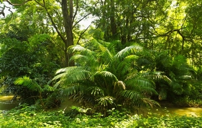 Rainforest